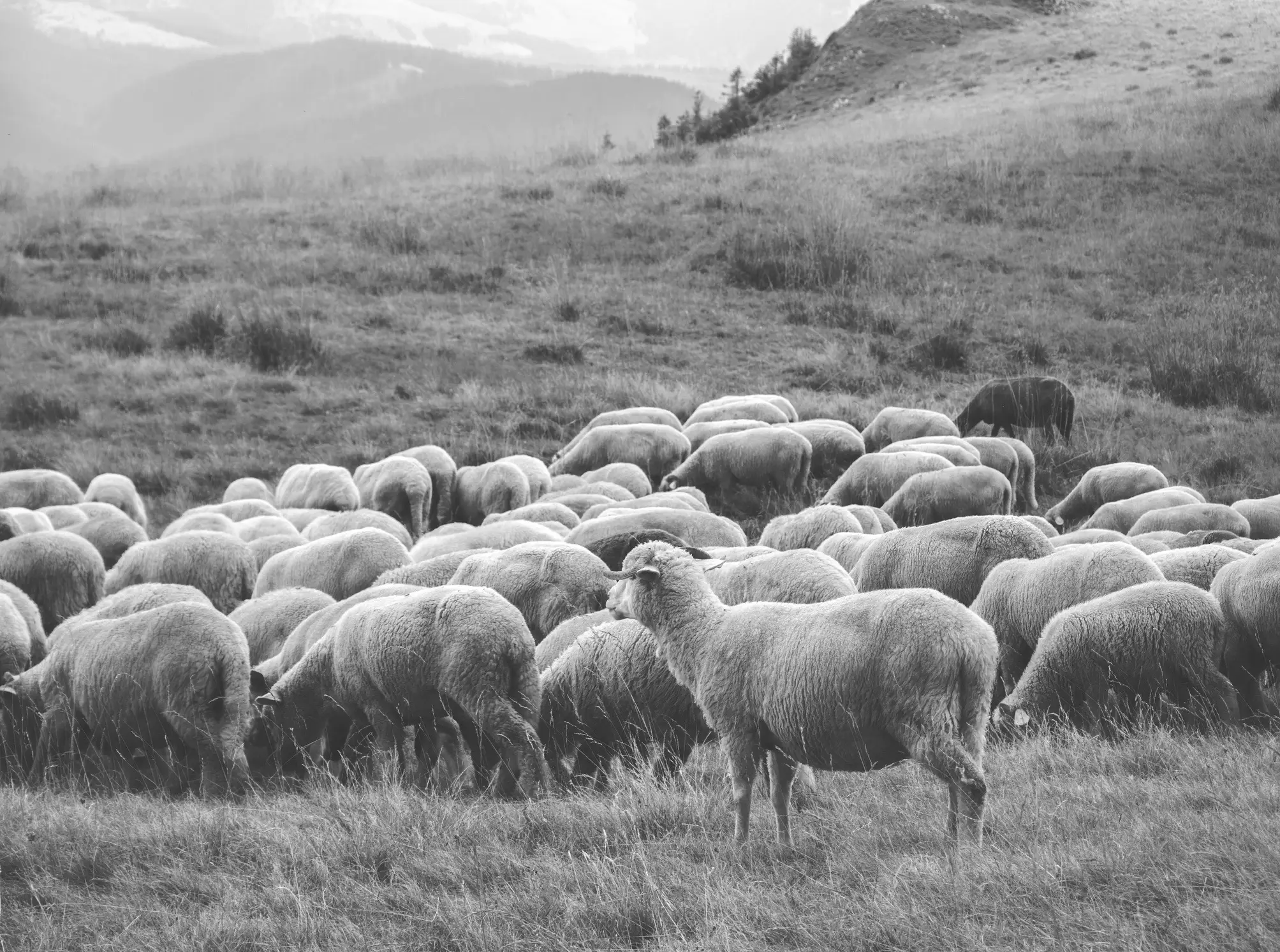 Dziewiarnia Mrowiec specjalizuje się w dzianinach z naturalnych, szlachetnych przędz – od kaszmiru i wełny merino po jedwab, len i włókna roślinne – tworząc produkty bez kompromisów jakościowych.